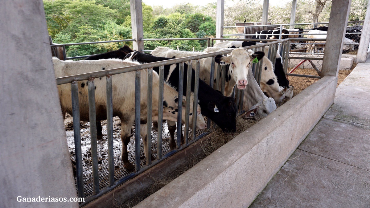 MODULACIÓN DE LA FERMENTACIÓN RUMINAL: DESAFÍOS Y OPORTUNIDADES