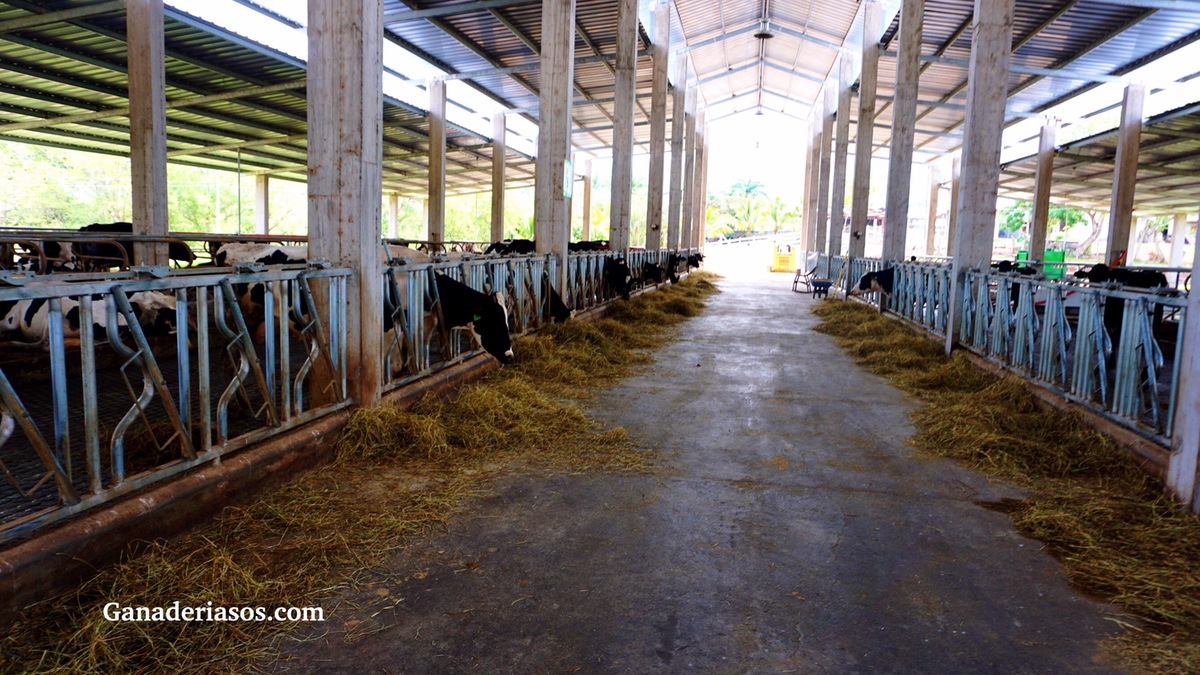 UNA MUTACIÓN EN EL GEN COQ9 Y SU ASOCIACIÓN CON DESEMPEÑO REPRODUCTIVO EN GANADO LECHERO HOLSTEIN