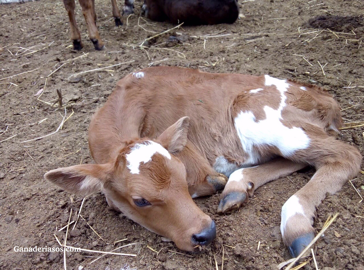 CUIDANDO LA VACA RECIÉN PARIDA CUIDA SU RODEO Y SU NEGOCIO