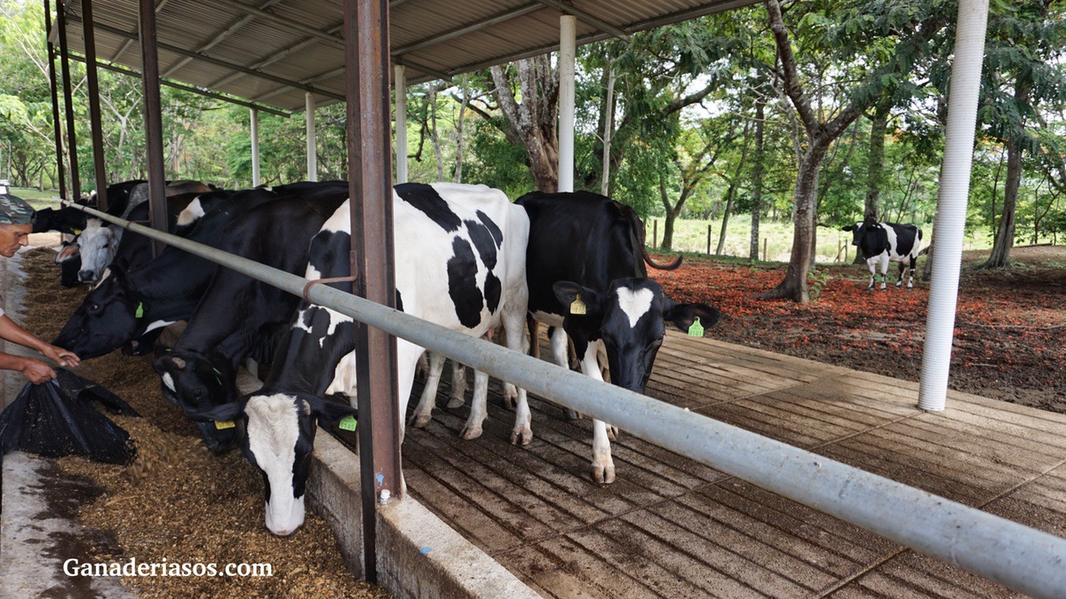 PREVENCIÓN Y TRATAMIENTO DE MASTITIS EN VACAS ALTAS PRODUCTORAS DE LECHE