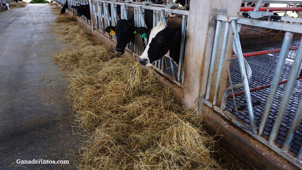 EFECTO DEL CONSUMO DE FDN SOBRE LA ACTIVIDAD OVÁRICA POSPARTO DE VACAS EN EL TRÓPICO