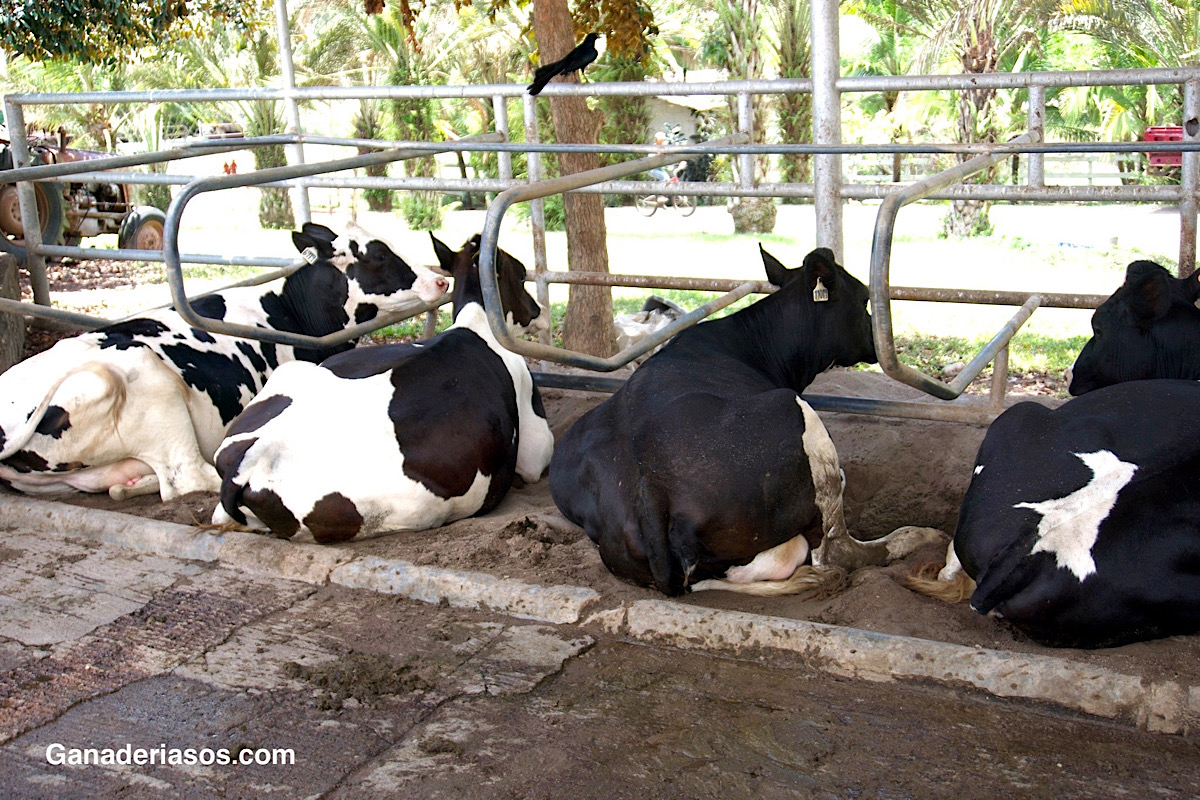 LA ECONOMÍA EN EL CONFORT DE LAS VACAS