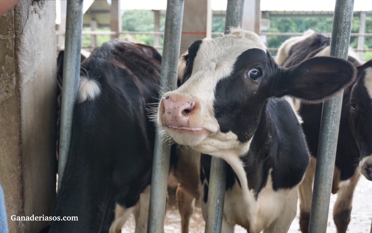 ¿QUÉ SE PUEDE HACER PARA REDUCIR EL ESTRÉS POR CALOR EN LAS VACAS DE LECHE?