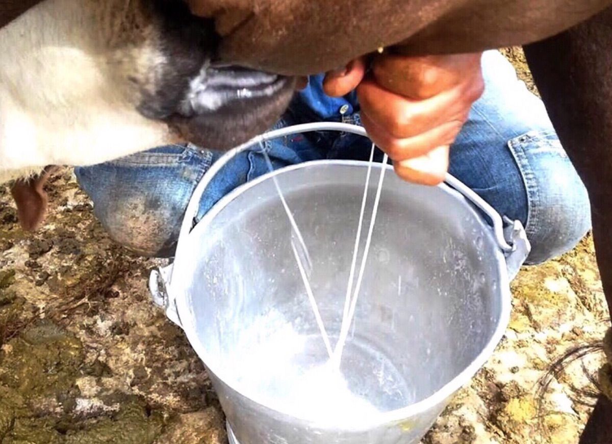 LOS RIESGOS DE ACIDIFICAR MÁS DE LA CUENTA A LA VACA LECHERA DE PREPARTO