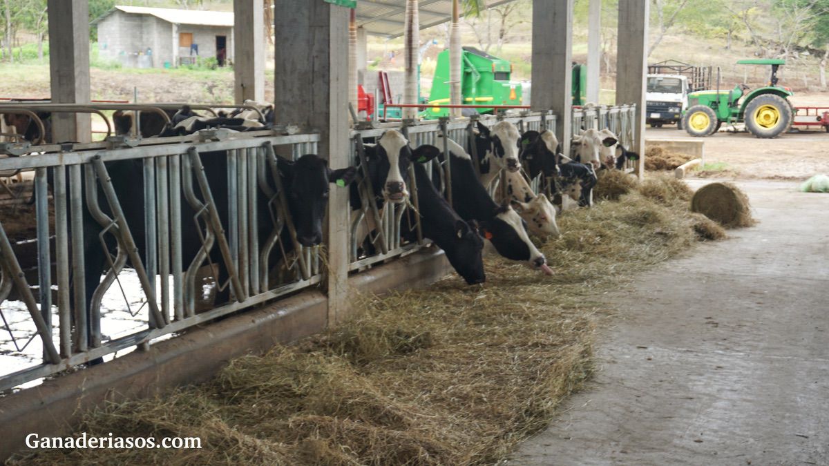 ¿CÓMO AFECTAN LOS AMINOÁCIDOS A LA PRODUCCIÓN DE LECHE?