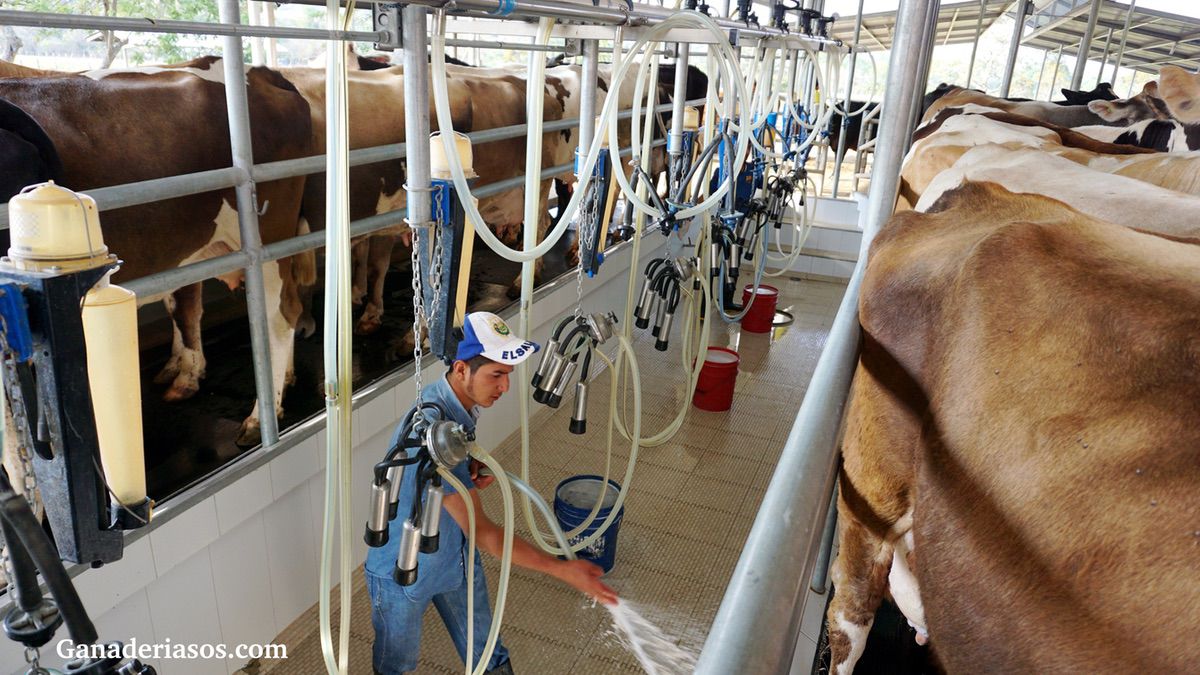 “LA LECHE Y LOS LÁCTEOS SON PARTE DE LA HISTORIA DE LA HUMANIDAD”