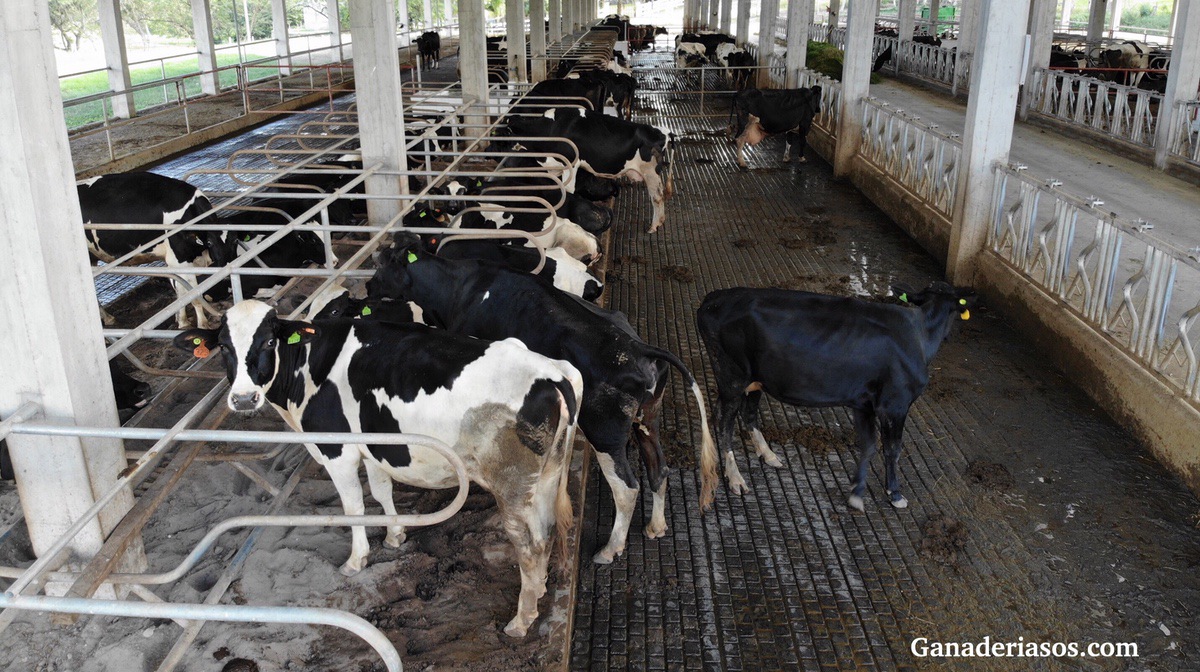 MONITOREO DEL BIENESTAR ANIMAL EN LA PRÁCTICA, EN PRODUCCIONES LECHERAS, DESDE LA PERSPECTIVA EUROPEA.