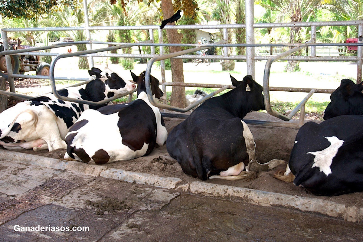 MINIMICEMOS EL EDEMA DE LA UBRE EN BOVINOS PARA OBTENER UNA MEJOR PRODUCCIÓN Y CALIDAD DE LECHE