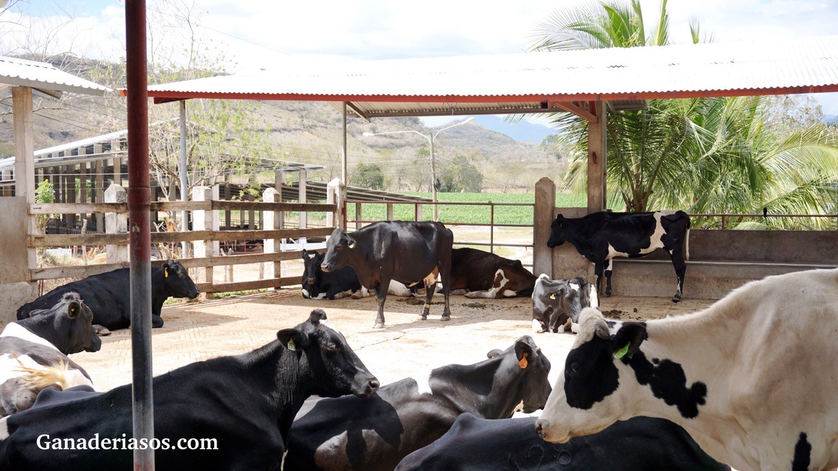 DESBLOQUEANDO SECRETOS PARA EL MANEJO EXITOSO DE LA VACA DE TRANSICIÓN CON DATOS