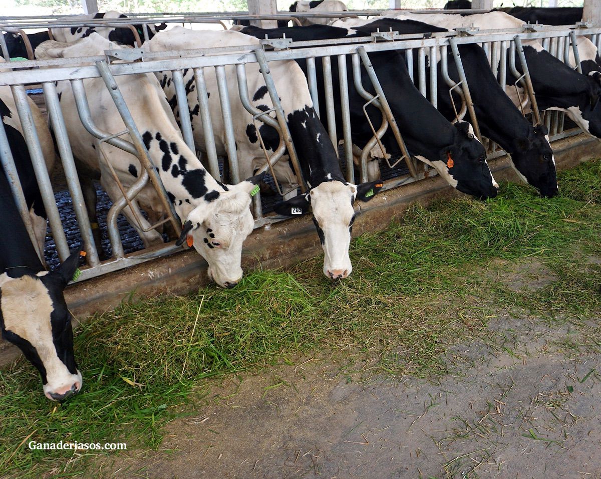 LA APUESTA POR DIETAS BAJAS EN ALMIDÓN EN VACAS LECHERAS