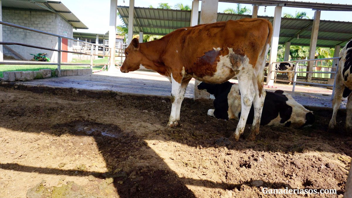 VENTAJAS DEL SISTEMA DE CRUCES DE PROCROSS PARA VACUNO DE LECHE