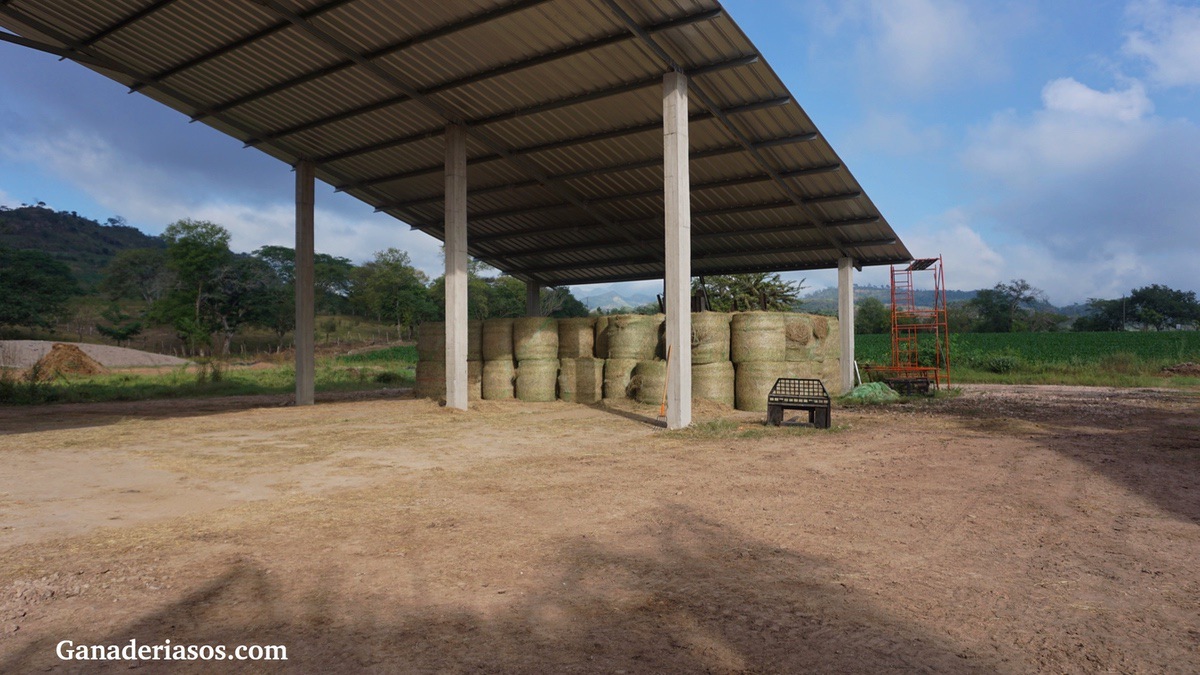 EL TAMAÑO DE PARTÍCULA ES IMPORTANTE PARA LAS DIETAS DE VACAS SECAS CON ALTO CONTENIDO DE PAJA