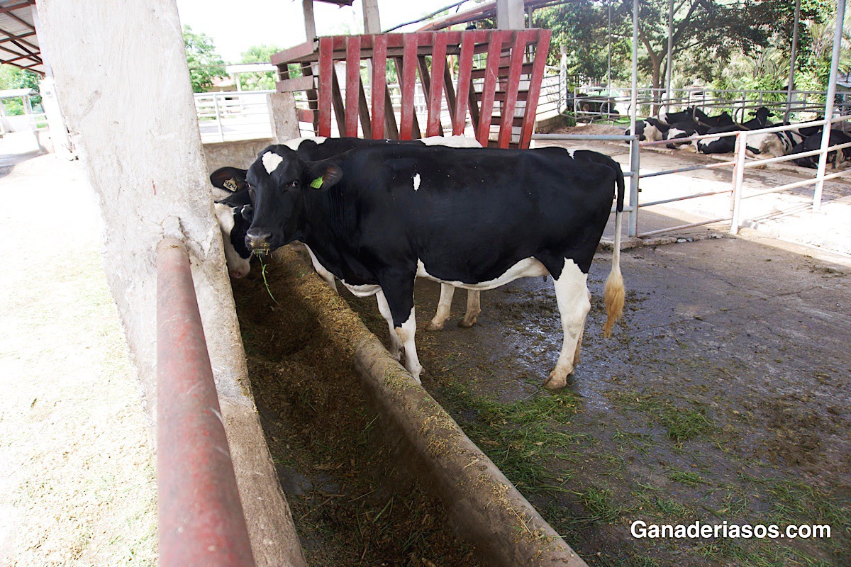 EL IMPACTO DE LAS MICOTOXINAS EN EL GANADO PRODUCTOR DE LECHE