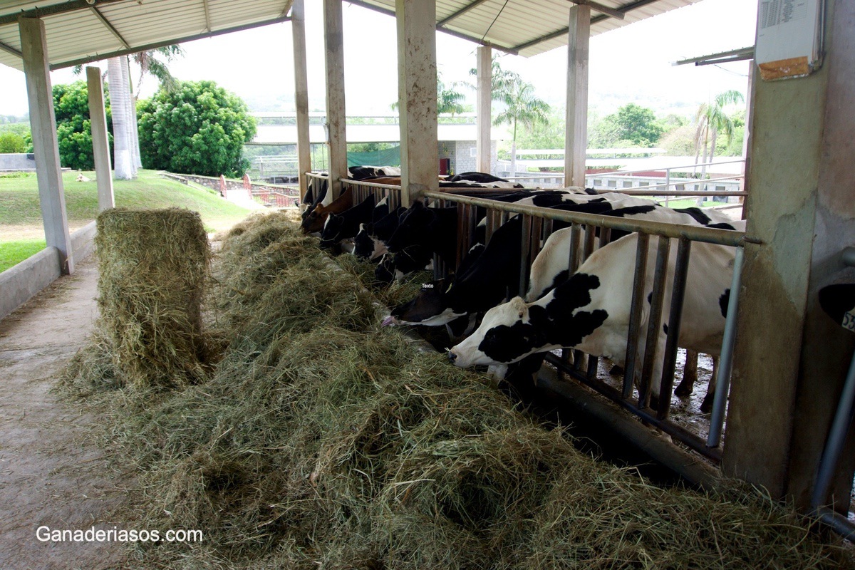 NECESIDADES PROTEICAS Y APORTES DE PROTEÍNA EN EL GANADO VACUNO LECHERO