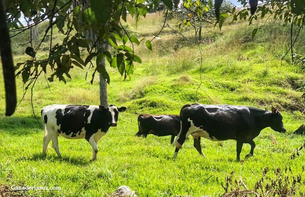 CON UN BUEN PROGRAMA DE VACAS SECAS LO QUE LOGRAMOS ES REDUCIR LA PÉRDIDA DE VACAS RECIÉN PARIDAS