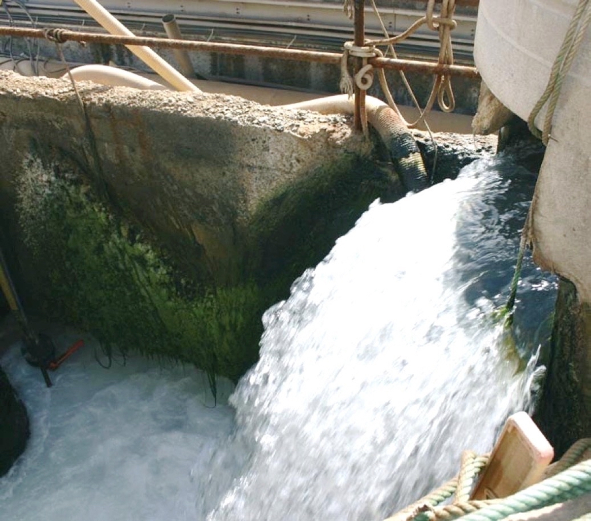 EL AGUA EN LA ALIMENTACIÓN BOVINA