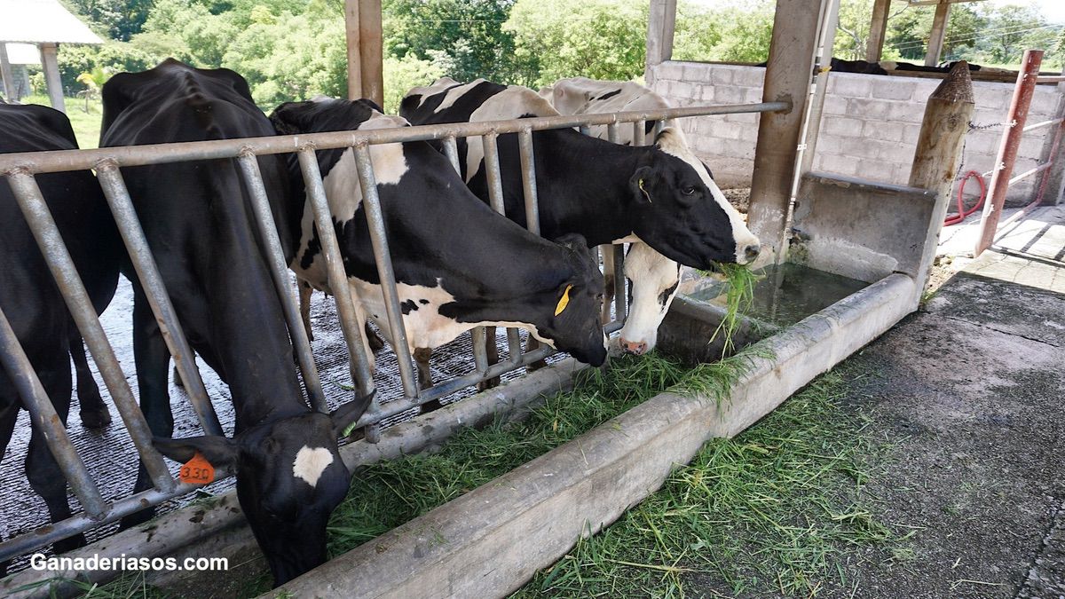 COMPORTAMIENTO DE ALIMENTACIÓN DEL BOVINO LECHERO