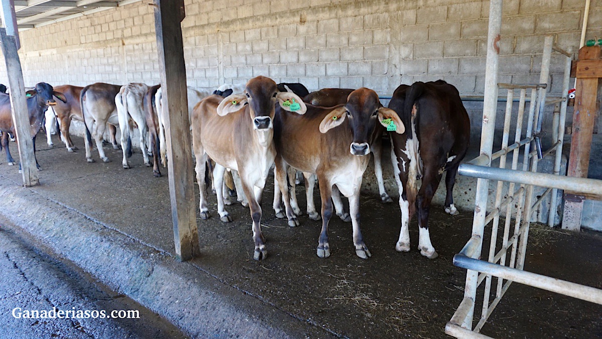 ASOCIACIÓN ENTRE LA MASTITIS SUBCLÍNICA CON LA PÉRDIDA TEMPRANA DE GESTACIÓN EN UN HATO DE VACAS LECHERAS