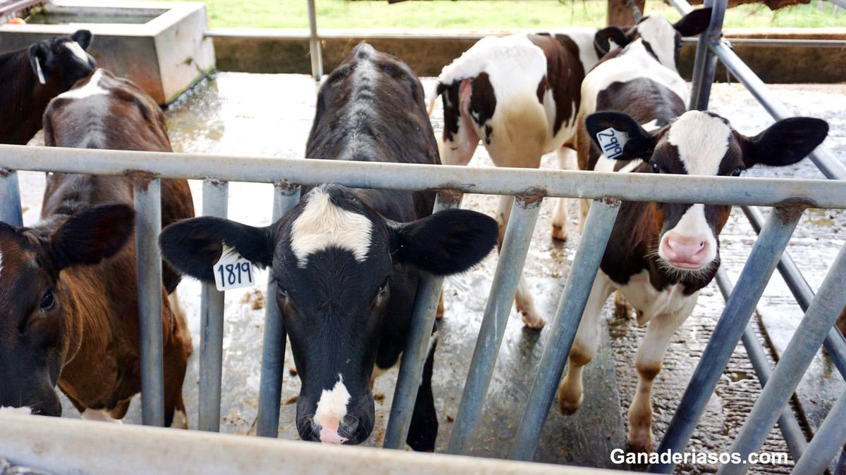 EDAD AL PRIMER PARTO E INDICADORES DE EFICIENCIA EN VACAS LECHERAS CON DIFERENTE POTENCIALIDAD PRODUCTIVIDAD EN SISTEMAS A PASTOREO