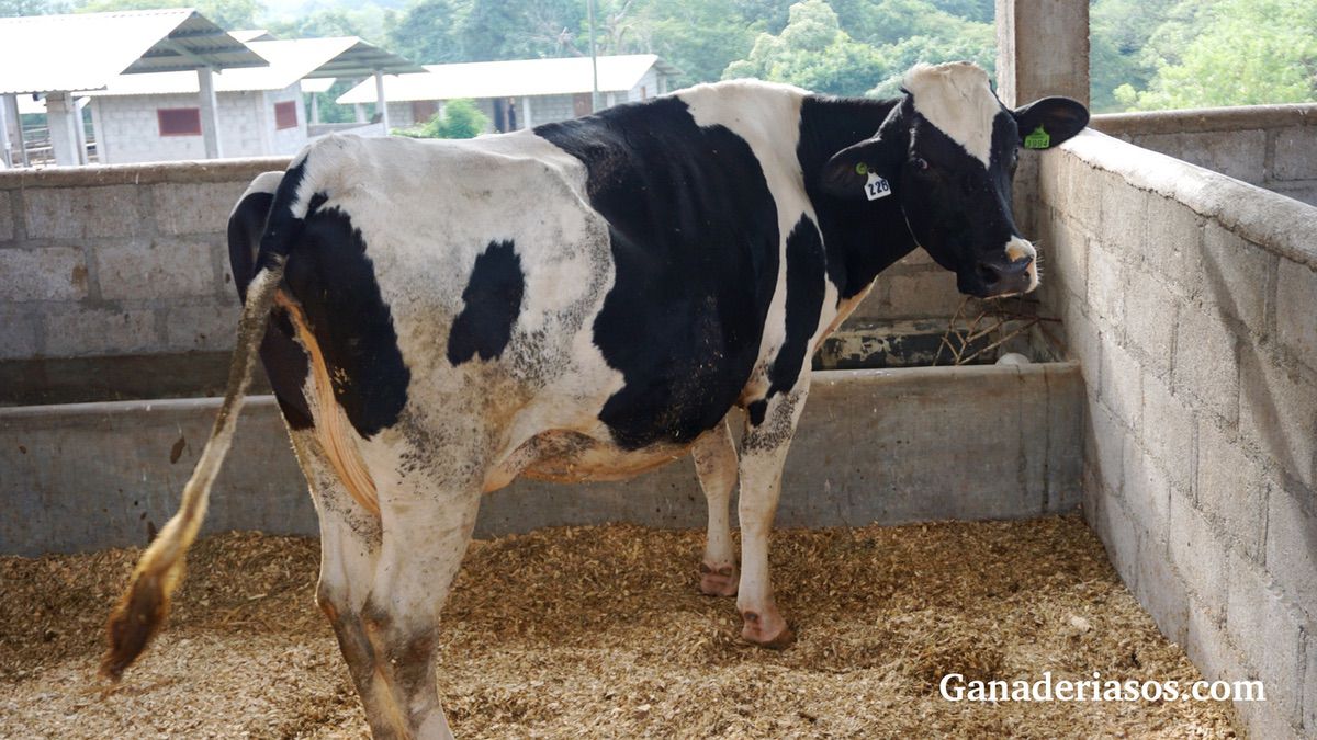 LOS SECRETOS DE UNA BUENA TRANSICIÓN EN LA VACA DE LECHE