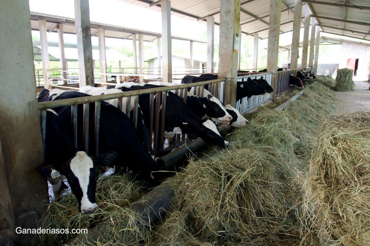 MANEJO Y CUIDADO DE BECERROS RECIÉN NACIDO Y CALOSTRO