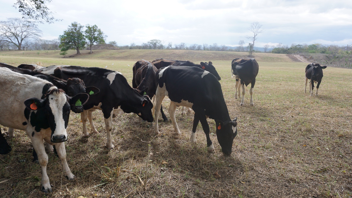 LA VACA METABÓLICAMENTE ESTRESADA