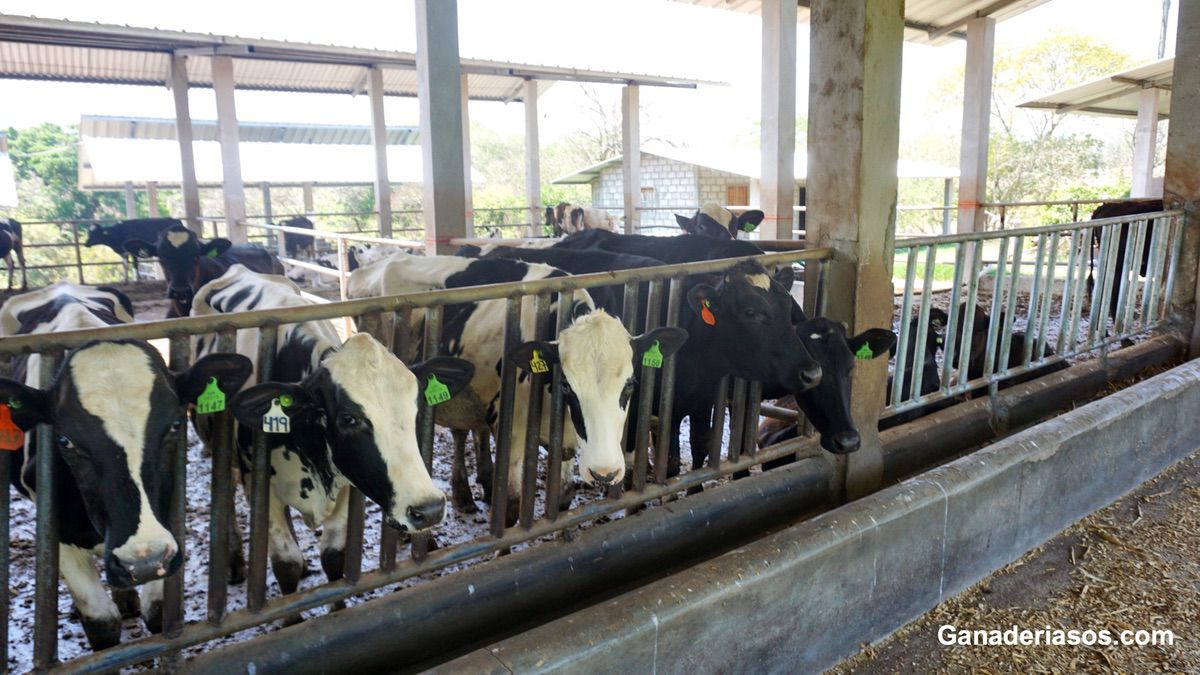 MEJORA DE LA EFICIENCIA DEL USO DEL NITRÓGENO EN LECHE A TRAVÉS DEL MANEJO DE LA NUTRICIÓN DEL GANADO LECHERO