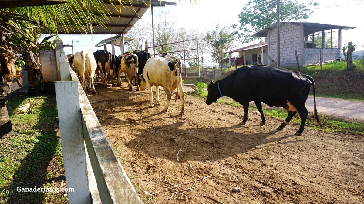 ESTRATEGIAS NUTRICIONALES DURANTE EL PERÍODO DE TRANSICIÓN EN LA VACA LECHERA (PARTE I)