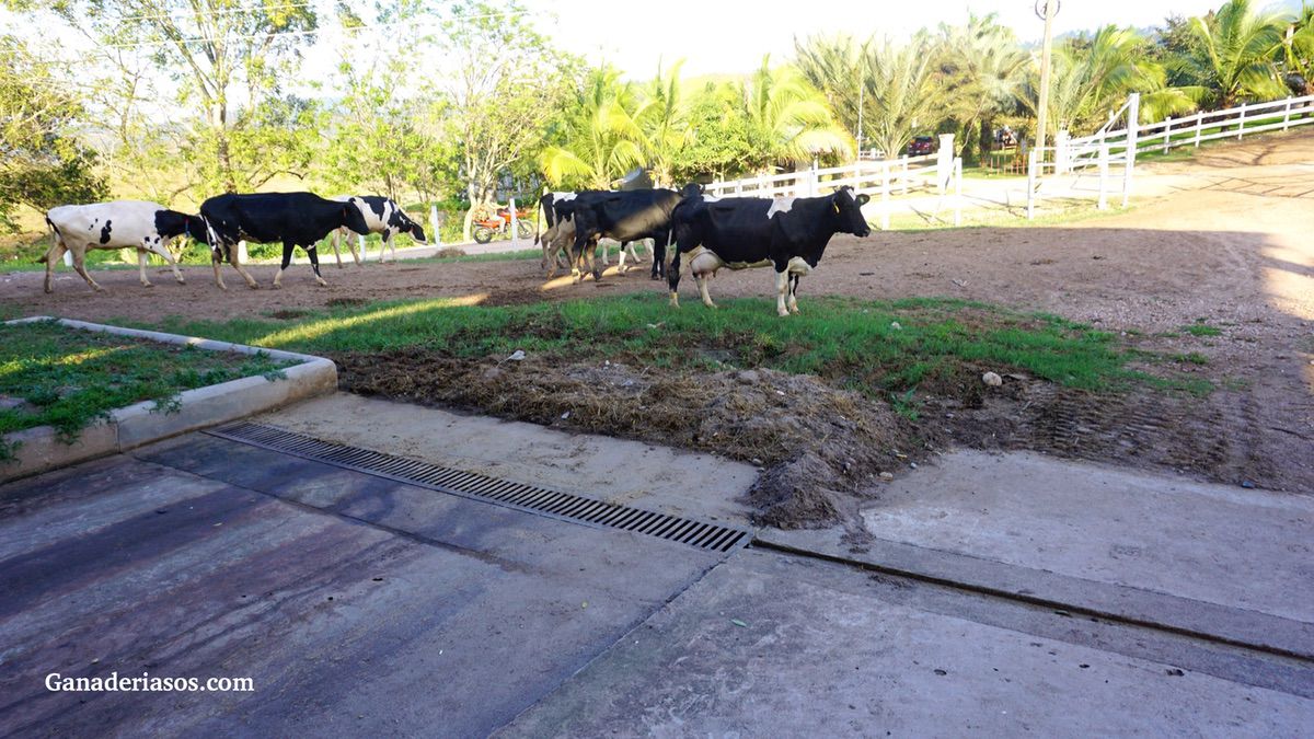 ESTRATEGIAS NUTRICIONALES DURANTE EL PERÍODO DE TRANSICIÓN EN LA VACA LECHERA (PARTE II)