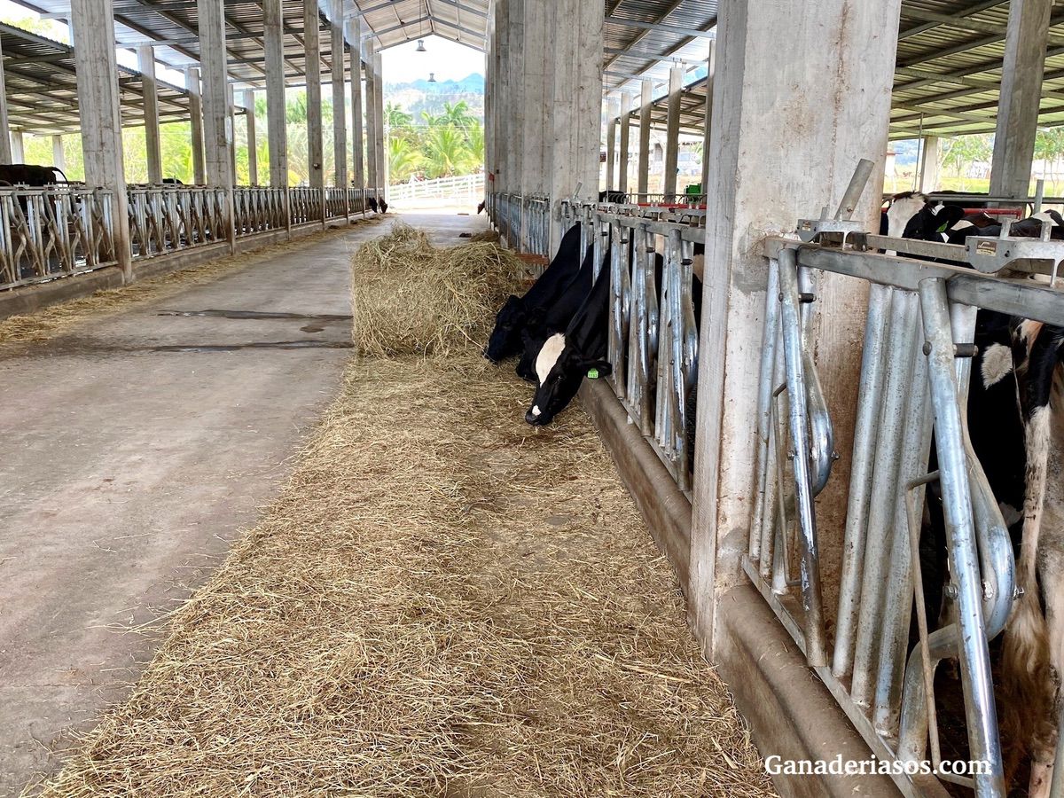 EL LENGUAJE TRIBAL DE LA NUTRICIÓN DE LA VACA LECHERA: HABLANDO DE FIBRA