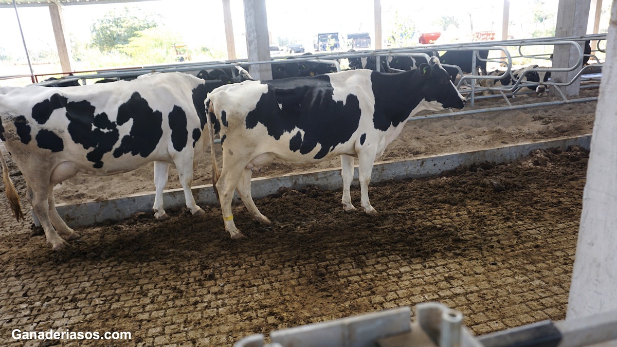 CLAVES PARA AFRONTAR CON ÉXITO EL  SECADO EN VACUNO DE LECHE