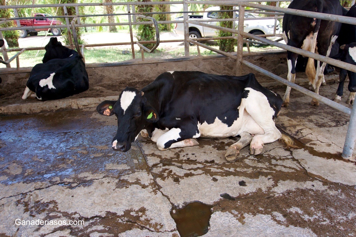 INTEGRACIÓN DE LOS AMINOÁCIDOS EN LA DIETA DE LA VACA LECHERA