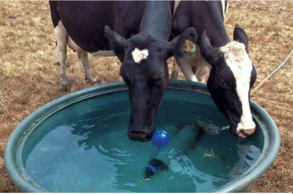 MANEJOS Y CUIDADOS DE LA VACA LECHERA DURANTE LA TRANSICIÓN