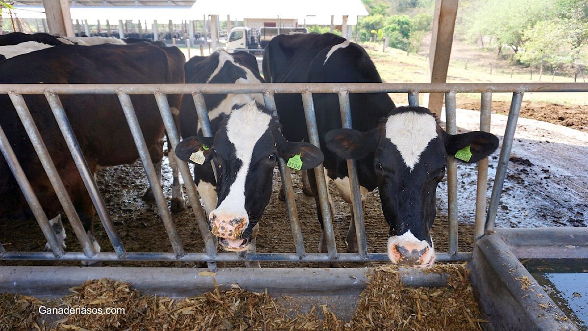 ESTRÉS POR CALOR EN VACUNOS