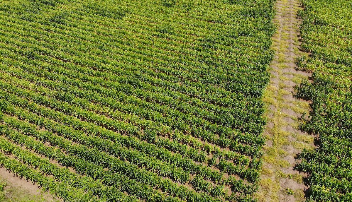 PRODUCCION Y MANEJO DEL ENSILAJE DE MAIZ