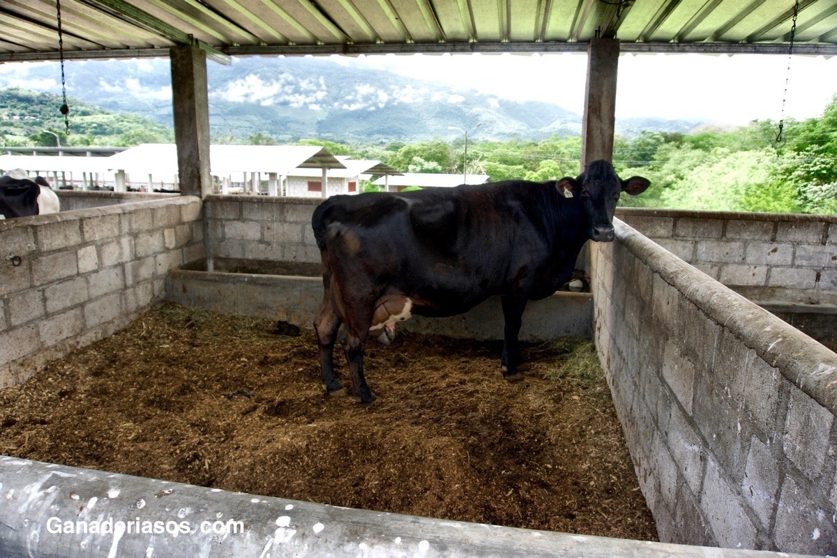 BALANCE ENERGÉTICO DE LA VACA LECHERA DURANTE EL PERIODO DE TRANSICIÓN