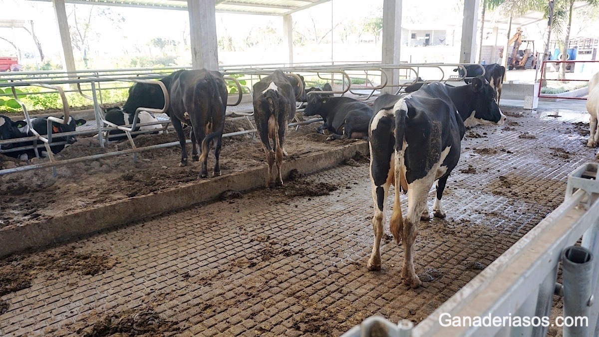 EL AGUA POTABLE, PRINCIPAL NUTRIENTE DE LAS VACAS