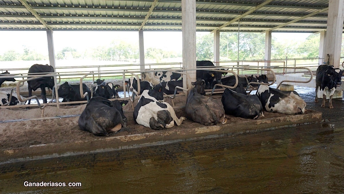 ASPECTOS GENERALES SOBRE EL RUMEN Y SU FISIOLOGÍA