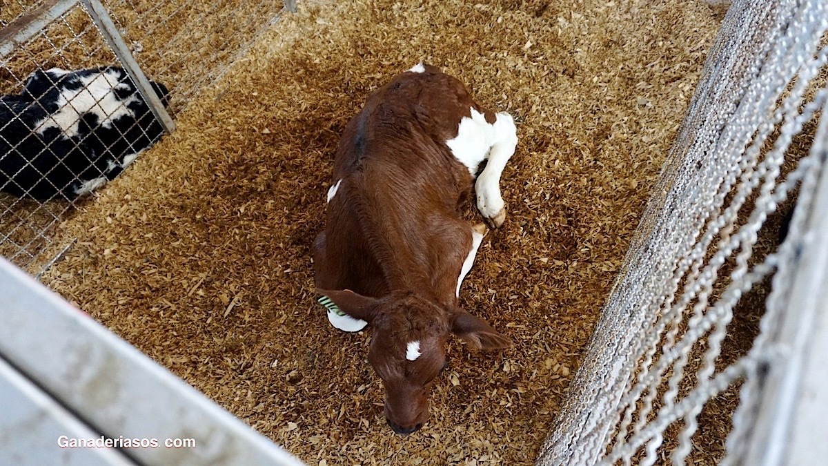 ALIMENTACIÓN CALOSTRAL E INMUNOCOMPETENCIA DE LAS TERNERAS LECHERAS