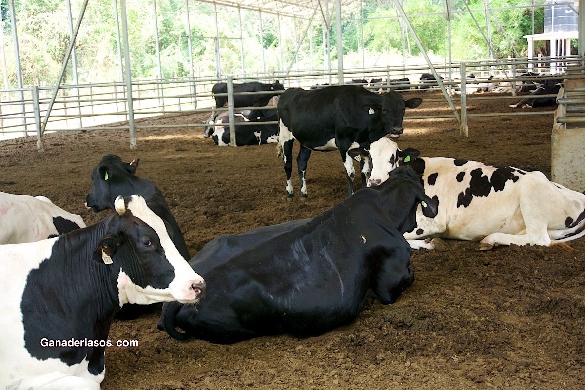 CONSECUENCIAS DE LAS DISTOCIAS  EN VACAS