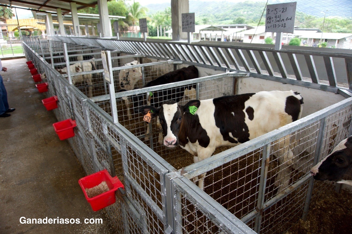 3 COSAS A CONSIDERAR AL DISEÑAR EL PROGRAMA DE ALIMENTACIÓN CON LECHE