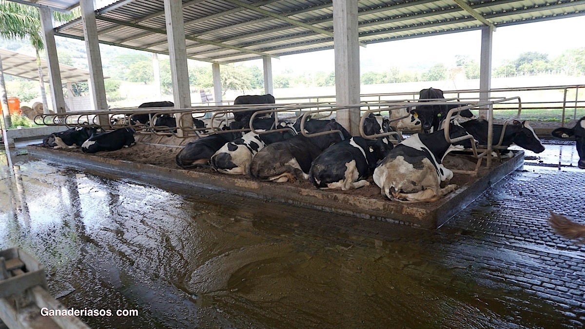 EFICIENCIA ALIMENTARIA EN VACUNO  LECHERO