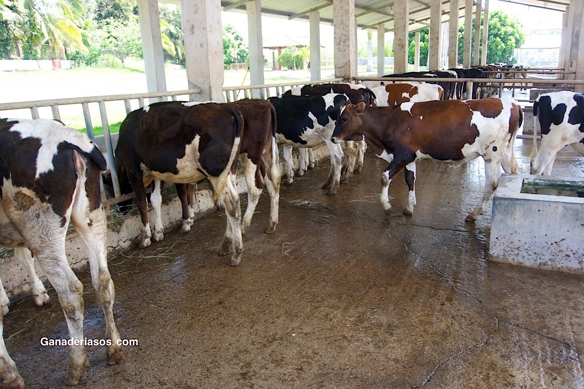 NO DEJE A SUS BECERRAS CON HAMBRE DE LECHE O SUSTITUTO DE LECHE: PIENSE EN QUE SE ESTÁ MANUFACTURANDO LA UBRE DEL FUTURO.