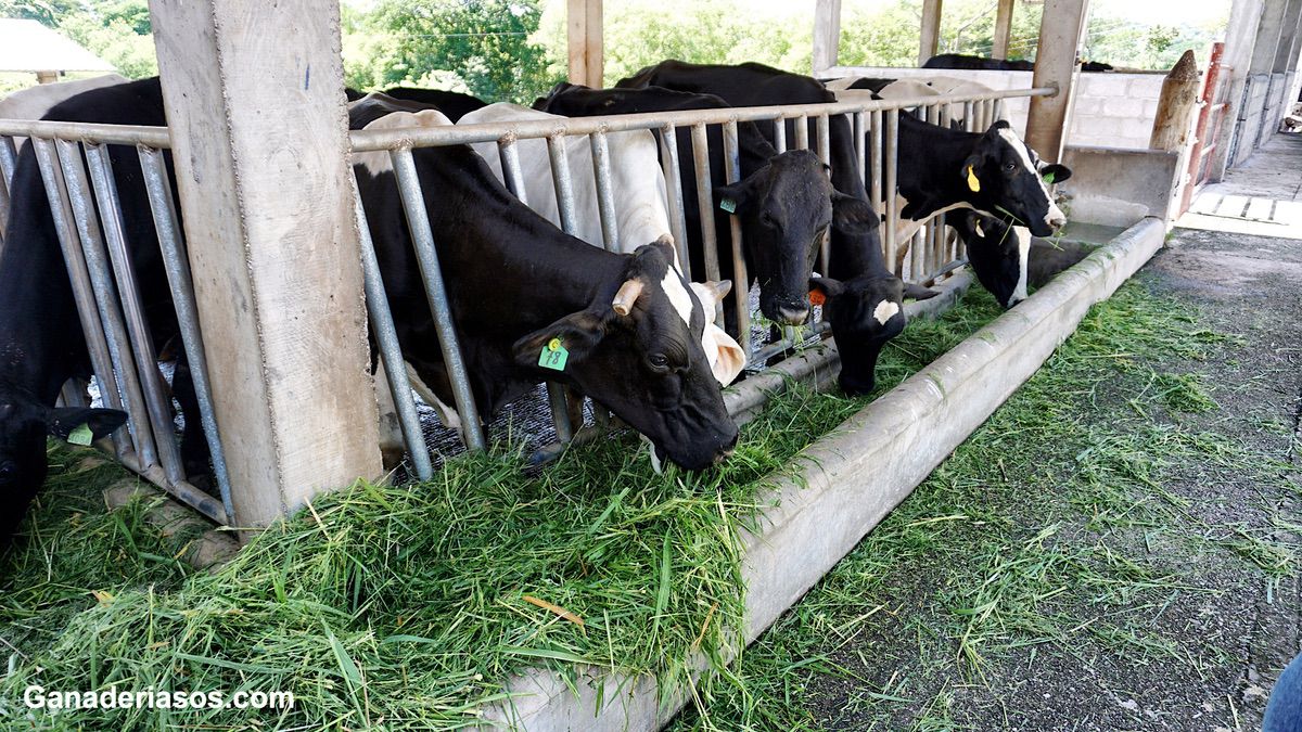 RESISTENCIA A LA INSULINA EN VACAS LECHERAS