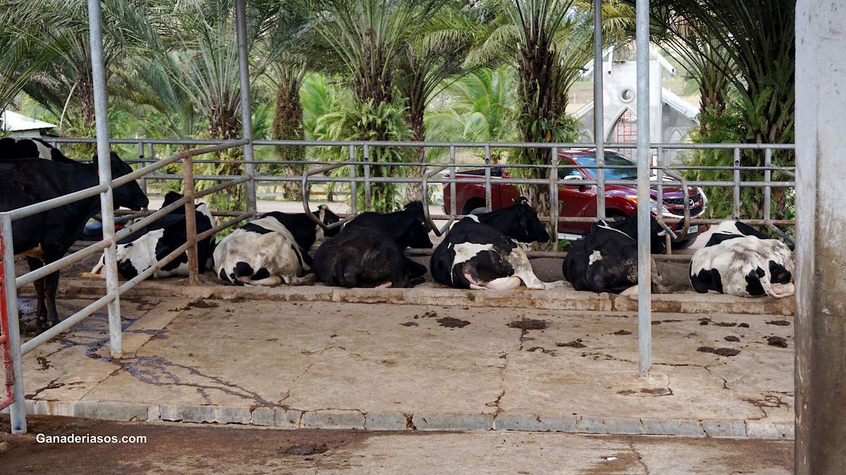 ¿CÓMO MEJORAR LA SALUD DE LA UBRE CON  EL MANEJO DE LAS CAMAS?