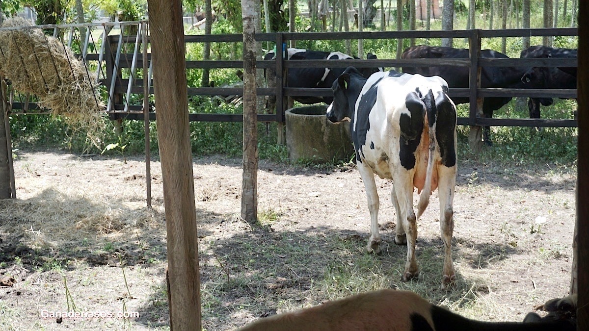 LA TUBERCULOSIS EN EL GANADO BOVINO