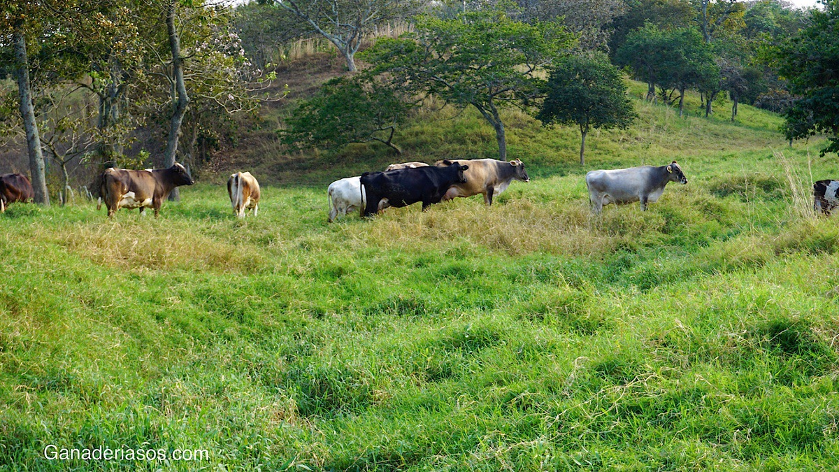 EFECTO DE LA ZEOLITA SOBRE RETORNO DE LA ACTIVIDAD OVÁRICA, INVOLUCIÓN Y SALUD UTERINA EN VACAS LECHERAS POSTPARTO CRIADAS EN PASTOREO