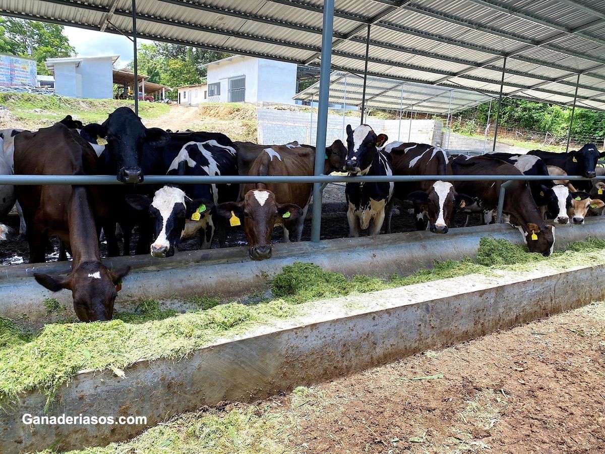 EMPLEO DE ÁCIDOS GRASOS EN VACAS DE LECHE, UN NUEVO PASO HACIA