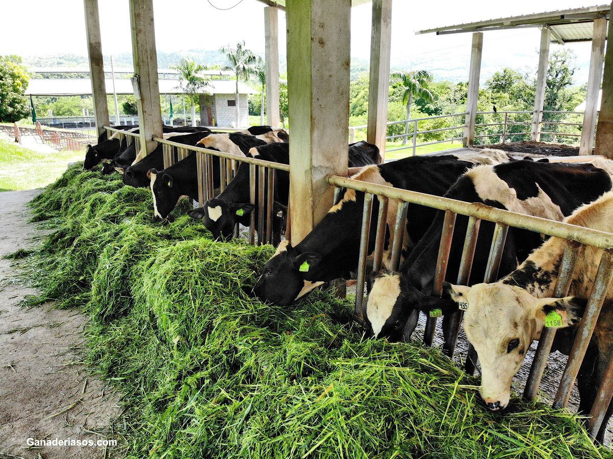 CLAVES PARA EVITAR LA PÉRDIDA DE ALIMENTOS EN PRODUCCIONES LECHERAS