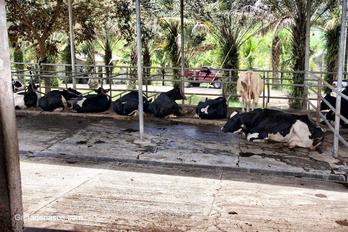 ALIMENTACIÓN POSTPARTO DE LA VACA LECHERA